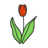 tulip